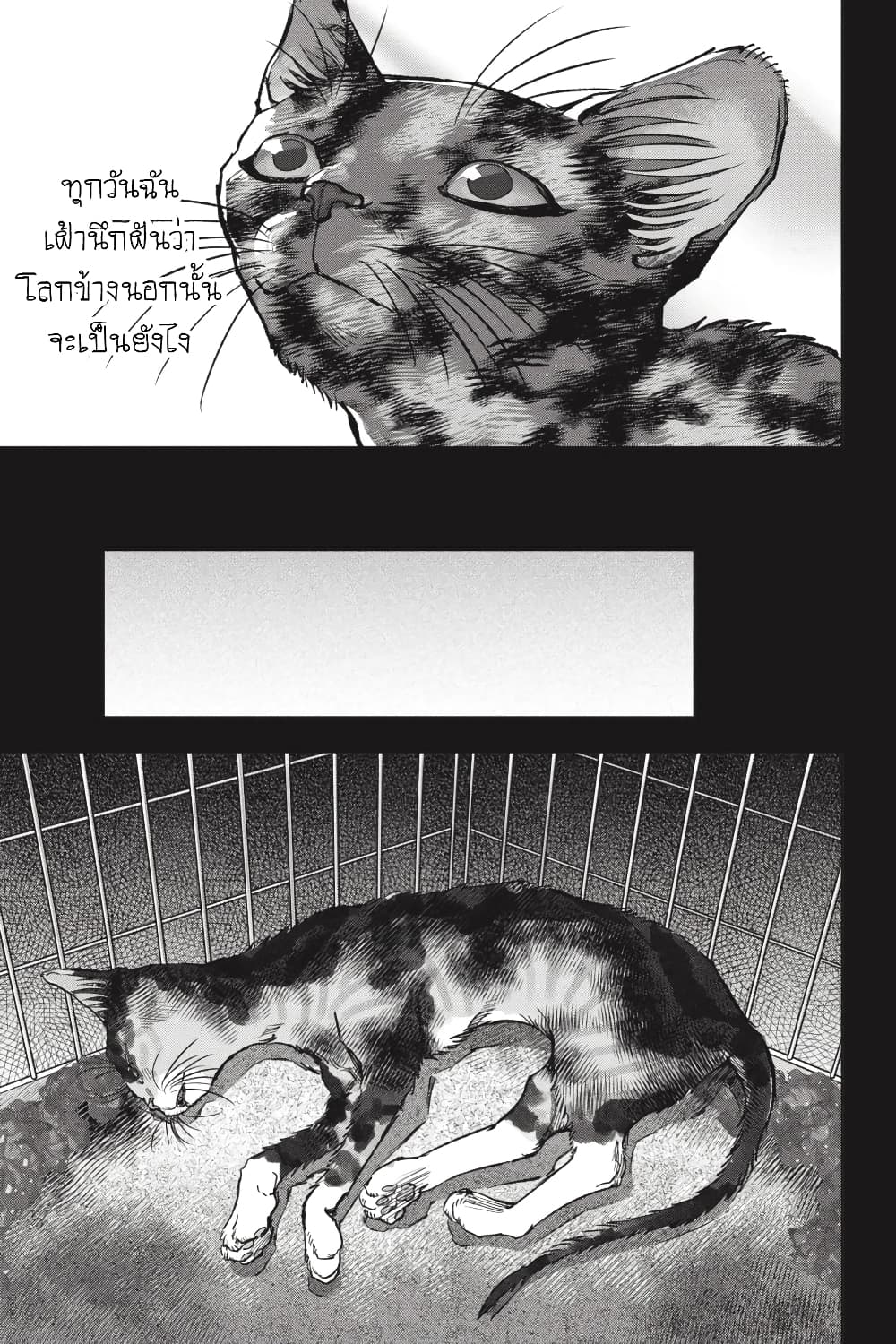 Nyankees 26-มาดาระ