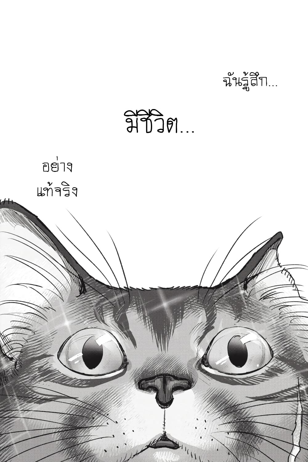 Nyankees 28-มีชีวิต