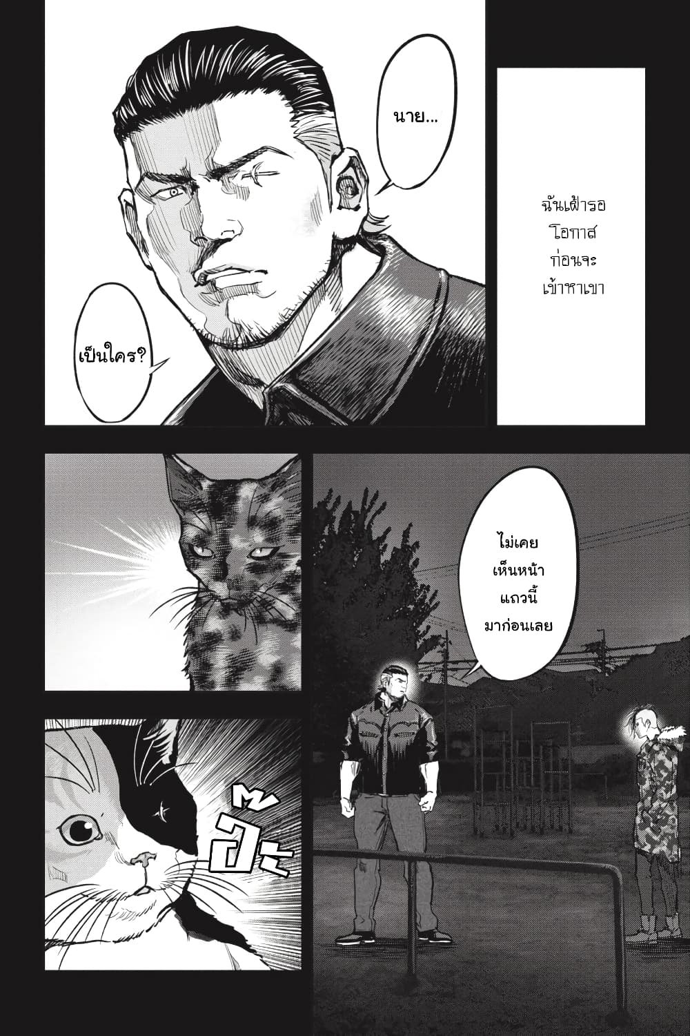 Nyankees 27-แมวสามสีตัวผู้เป็น...