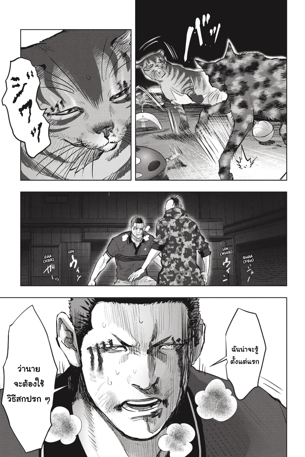 Nyankees 24-สัญชาตญาณแมว