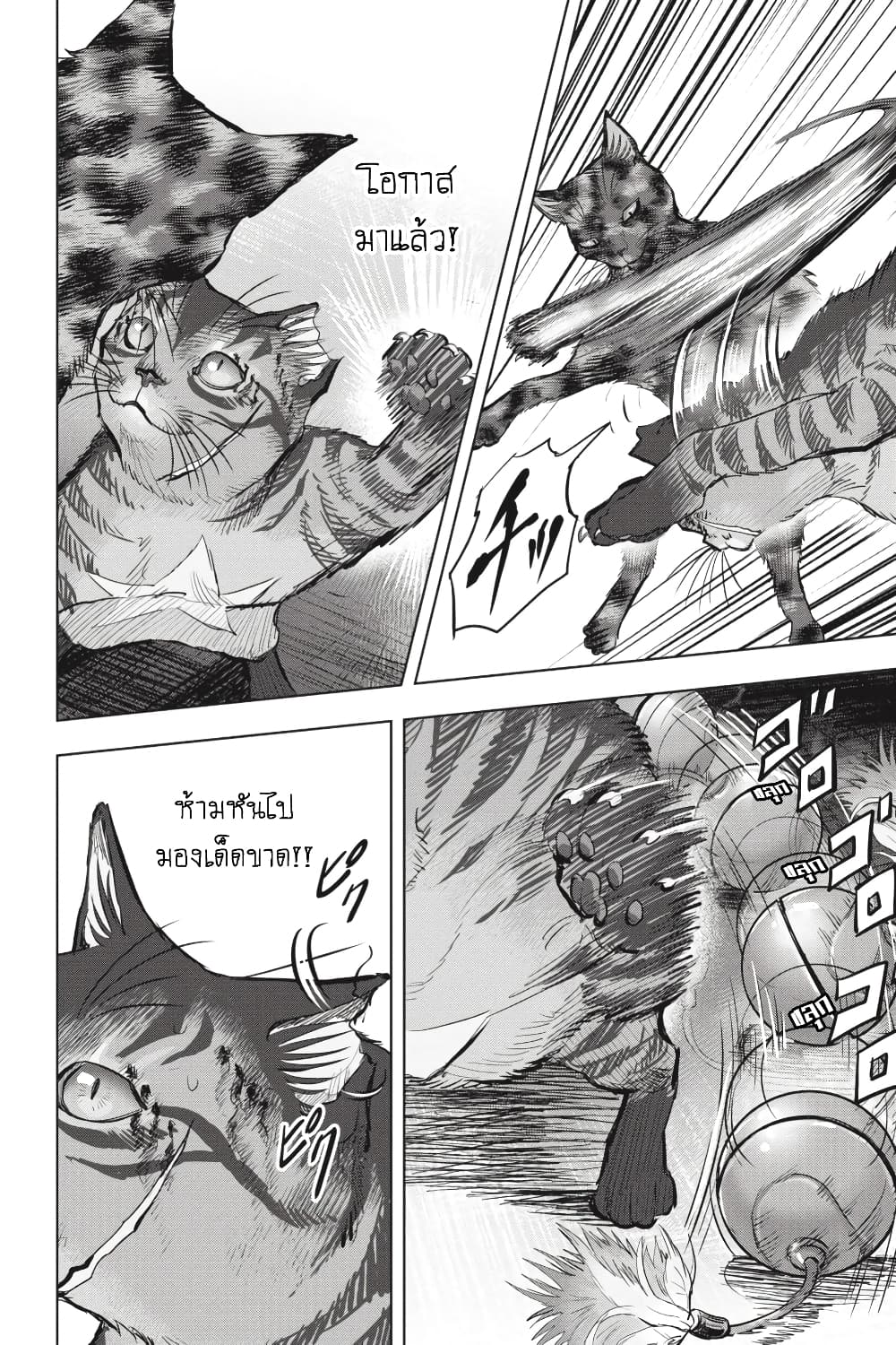 Nyankees 24-สัญชาตญาณแมว