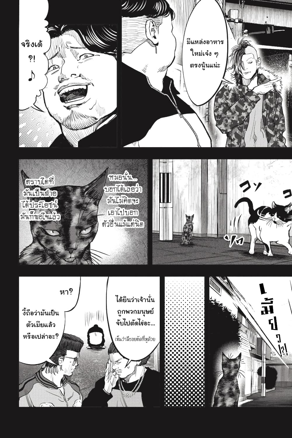 Nyankees 27-แมวสามสีตัวผู้เป็น...