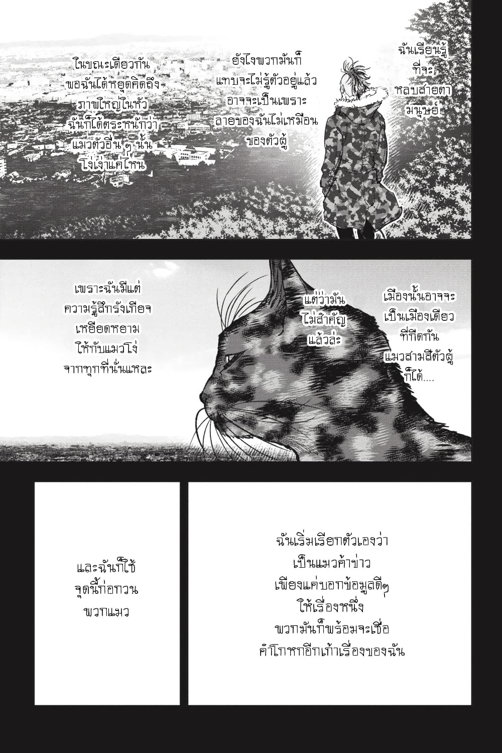 Nyankees 27-แมวสามสีตัวผู้เป็น...