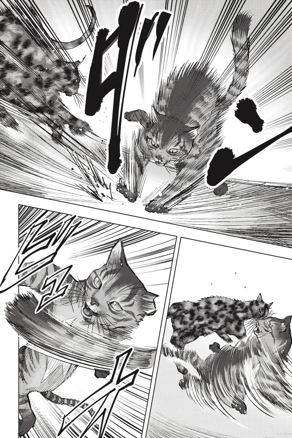 Nyankees 24-สัญชาตญาณแมว