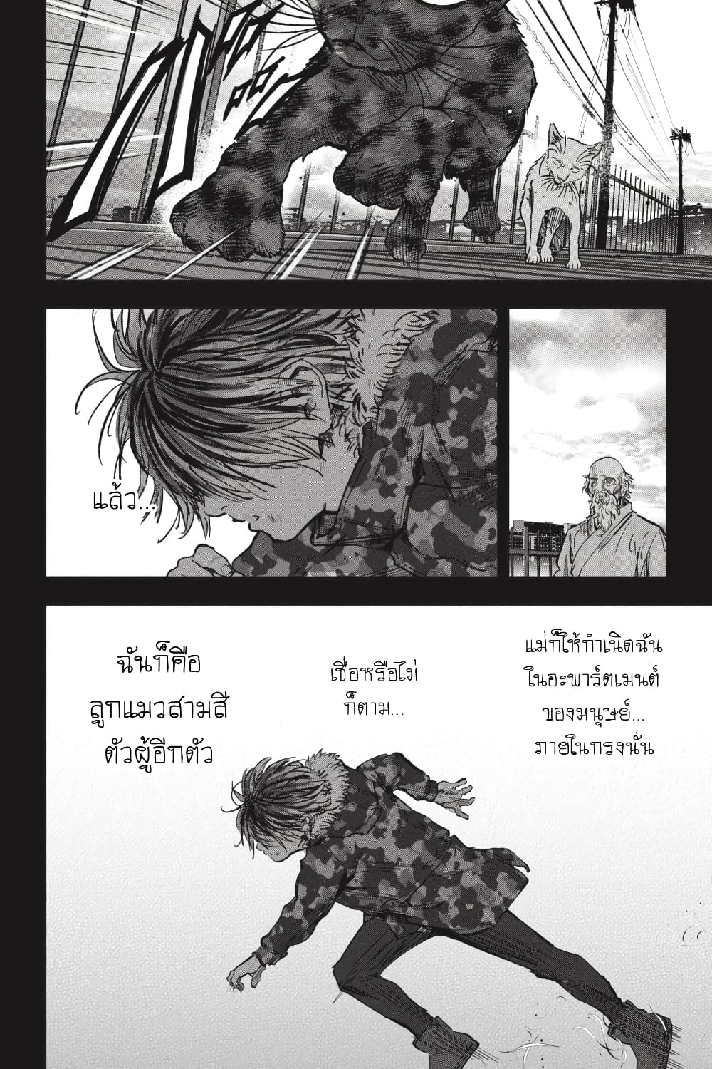Nyankees 27-แมวสามสีตัวผู้เป็น...