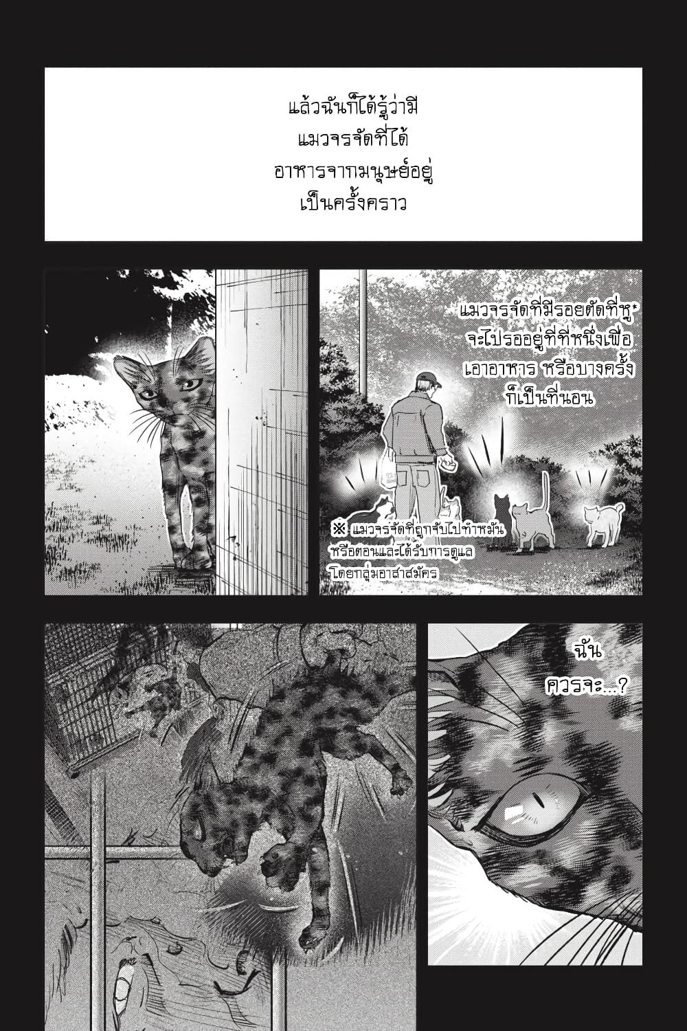 Nyankees 26-มาดาระ