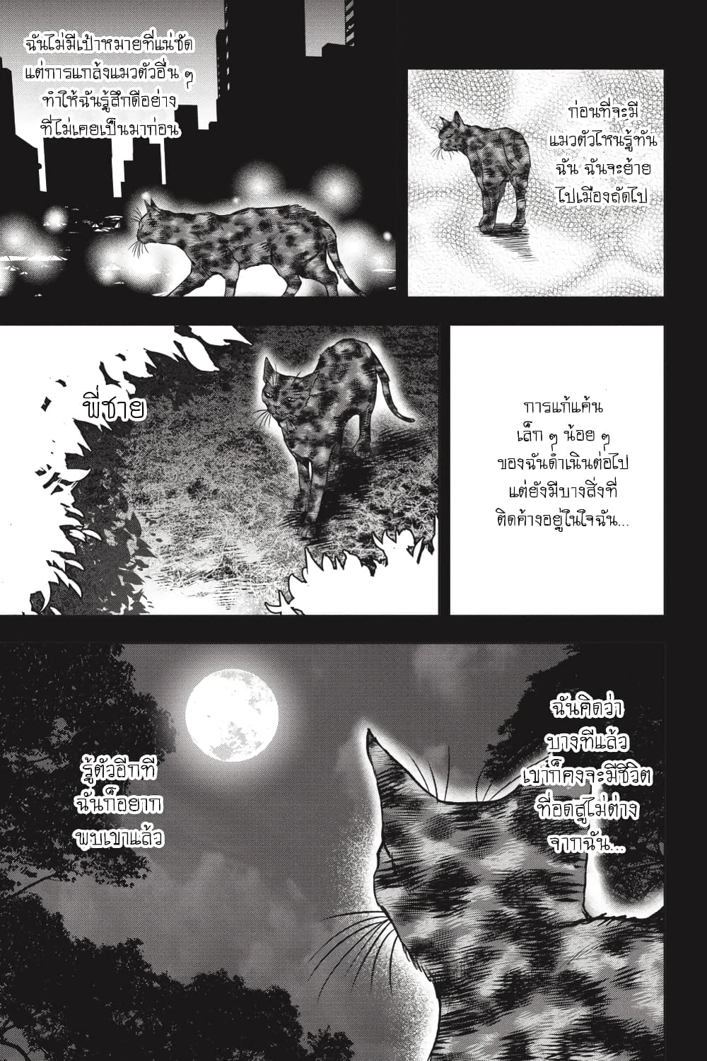 Nyankees 27-แมวสามสีตัวผู้เป็น...