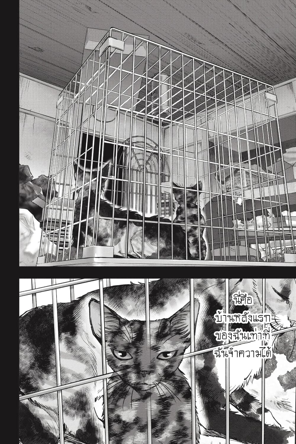 Nyankees 26-มาดาระ